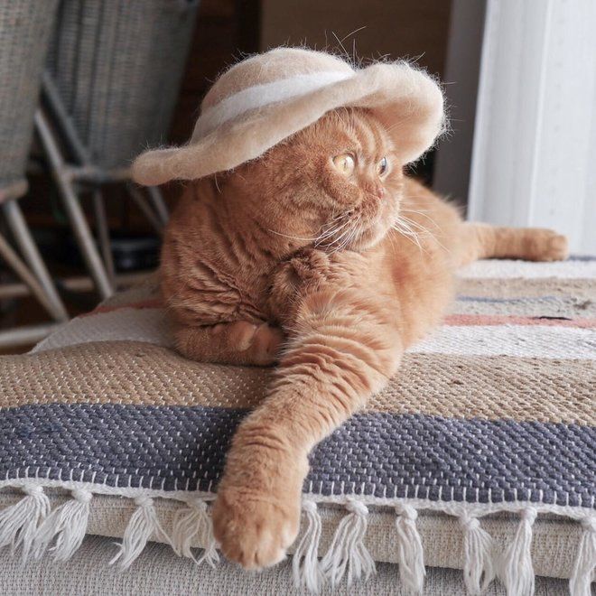 Хозяин трех кошек создает забавные шапки из шерсти своих питомцев