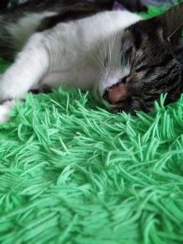 Все о детях, а я всё про кота 😆 Все о детях, а я всё про кота 😆