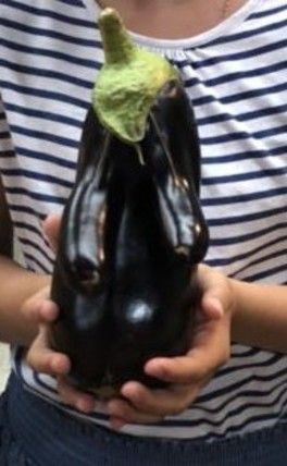 Голосование за фото - конкурс "Необычный урожай" Голосование за фото - конкурс "Необычный урожай"