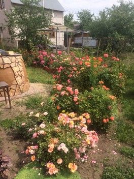 Скучаю по своим розам. Скучаю по своим розам.