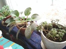 На конкурс - для сообщества цветоводов! На конкурс - для сообщества цветоводов!