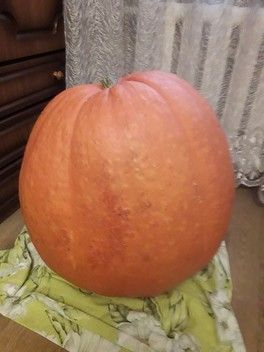 Голосование за фото - конкурс "Необычный урожай" Голосование за фото - конкурс "Необычный урожай"