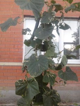 Китайцы на грядке) Китайцы на грядке)