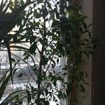 Голосование за участников конкурса "Самый красивый комнатный цветок"