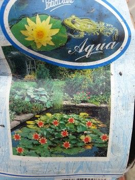 Мой опыт выращивания кувшинки) Мой опыт выращивания кувшинки)