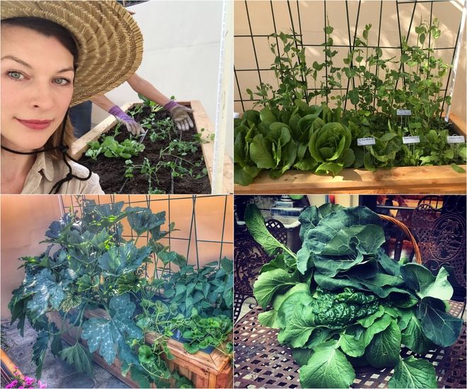 Что выращивает Милла Йовович в своем огороде?