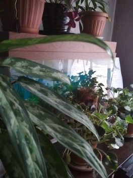 На конкурс - для сообщества цветоводов! На конкурс - для сообщества цветоводов!