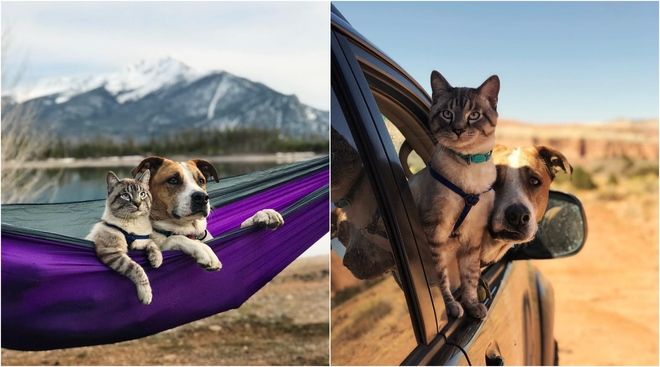 Пёс Генри и кот Балу: неразлучные друзья-путешественники