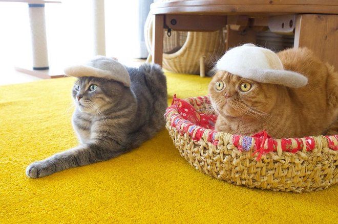 Хозяин трех кошек создает забавные шапки из шерсти своих питомцев