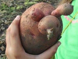 Голосование за фото - конкурс "Необычный урожай" Голосование за фото - конкурс "Необычный урожай"