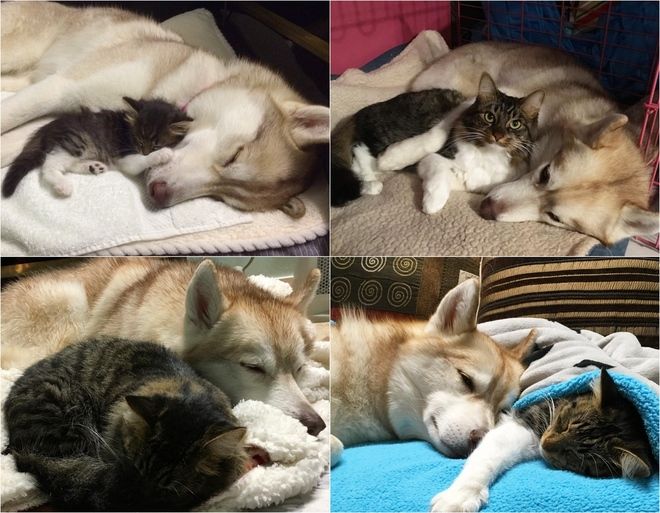 Добрая история: три собаки приютили котенка и они стали лучшими друзьями