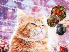 Новый год и котики: самые забавные праздничные фото питомцев