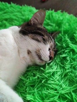 Все о детях, а я всё про кота 😆 Все о детях, а я всё про кота 😆